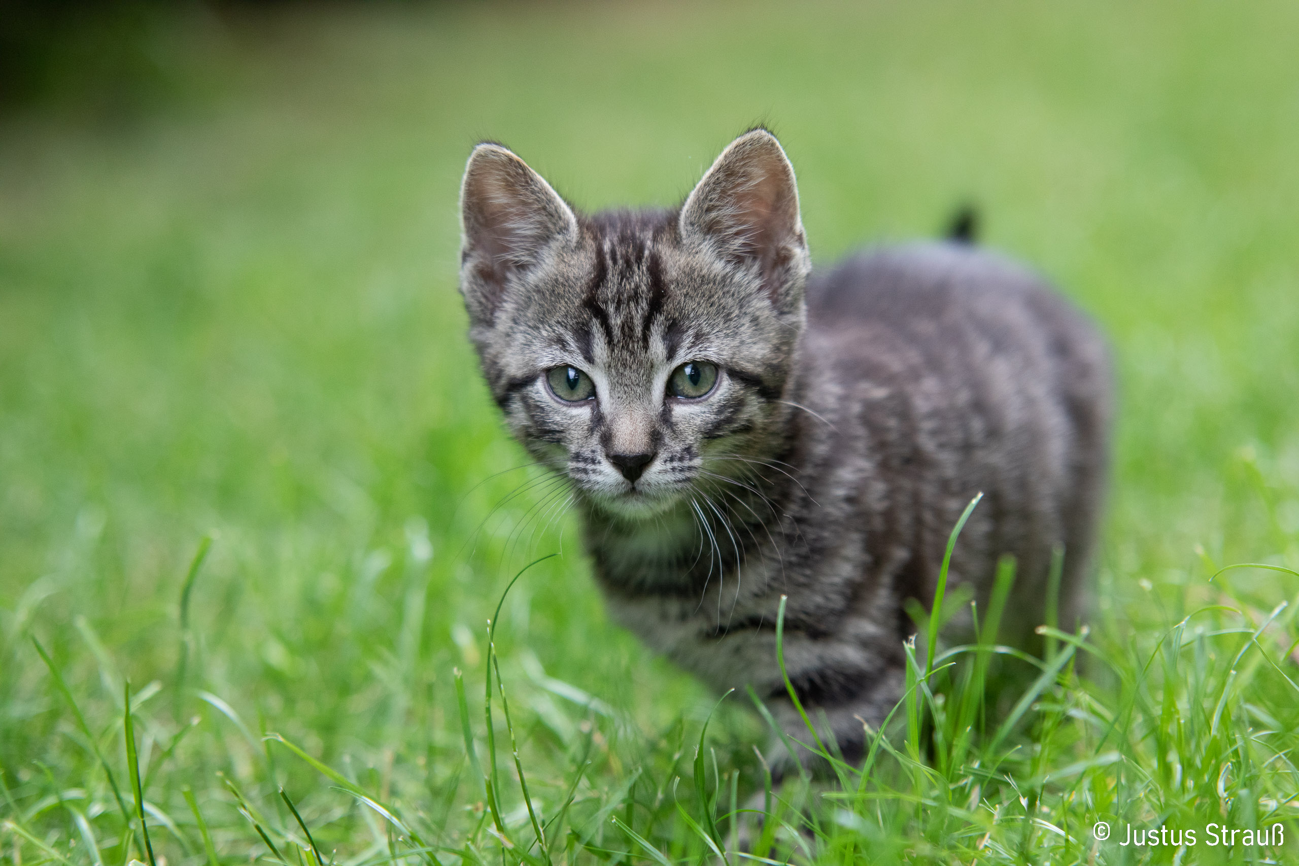 Besuch von Nachbars Katze