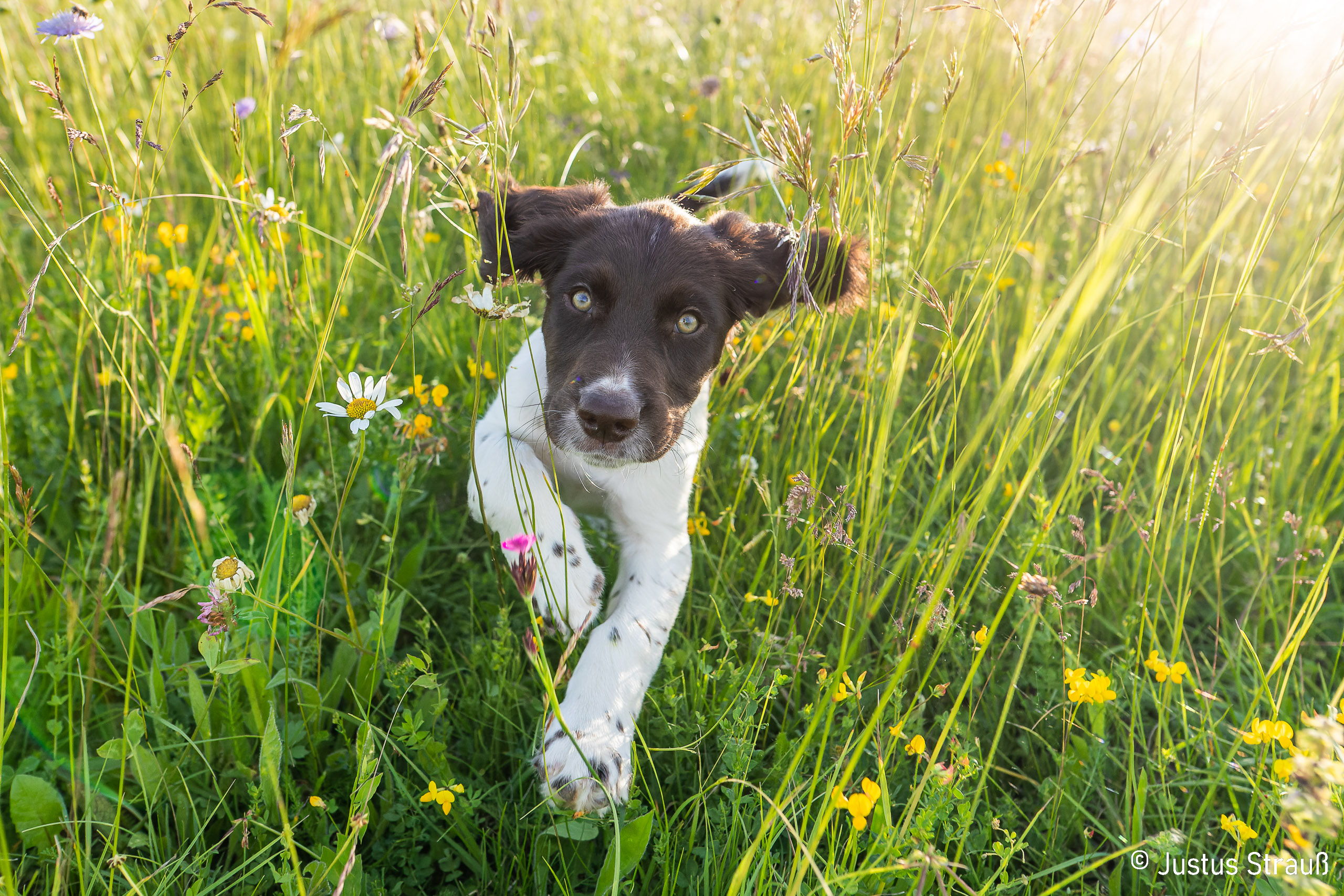 Santana tollt auf der Wiese